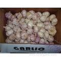 Beautiful New Crop Garlic 2019